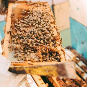 Honey Comb